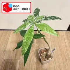 ワイルド株｜斑入 ザミオクルカス ザミイフォリア｜希少｜タイ産 ワイルド株｜斑入ザミオクルカス ザミイフォリア｜希少｜タイ産 - メルカリ
