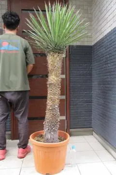 2025年最新】ユッカ フィリフェラの人気アイテム - メルカリ