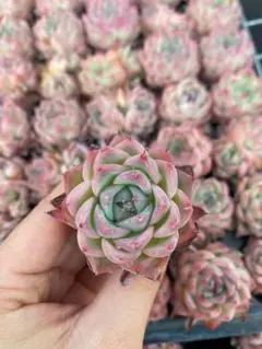 A0002　ピンククリスタル　20苗セット　多肉植物　カット苗　エケベリア