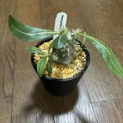 2025年最新】パキポディウムの人気アイテム - メルカリ