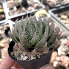 Yuki様 リクエスト 2点 まとめ商品