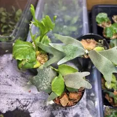 ビカクシダ P. ベイチー 12株 まとめ売り 観葉植物 - メルカリ