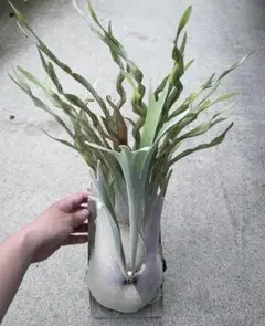 2026年最新】ベイチーワイルド胞子の人気アイテム - メルカリ