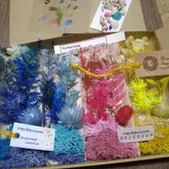 琉球*海花のたね　0715-2 海花☆バラエティセット 琉球*海花のたね 0715-3海花☆バラエティセット - メルカリ