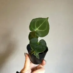 希少　アンスリウム　クラリネルビウム　斑入り　美株　激レア　鉢ごとメルカリ便④ 希少 アンスリウム クラリネルビウム 斑入り 美株 激レア 鉢ごと