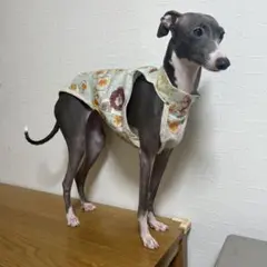 コトリページ　イタグレ服　ハンドメイド 2025年最新】イタグレ服ハンドメイドの人気アイテム - メルカリ