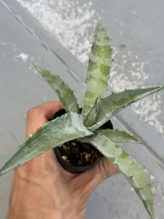 2025年最新】ギガンテンシスの人気アイテム - メルカリ