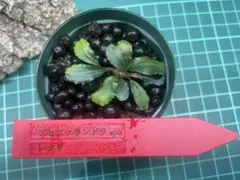 ブセファランドラ spタイタン - メルカリ
