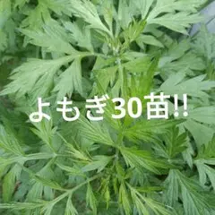 販売停止斑入り ヨモギ ポット苗 蓬 山野草 やましち山野草店 / 斑入りヨモギ 3号ポット苗