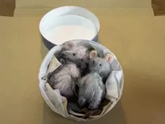 都会（街）のねずみ　と　田舎のねずみ　アートドール　作家