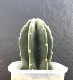 40 Trichocereus pachanoi トリコケレウス・パチャノイ - メルカリ