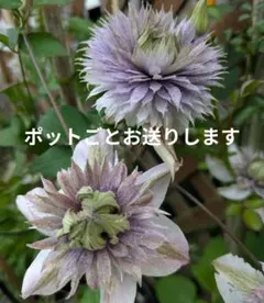 ☆クレマチス☆咲良の妖精☆3号鉢☆希少☆入手困難☆ - メルカリ