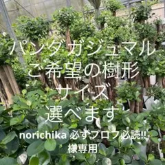 2025年最新】ガジュマル 斑入りの人気アイテム - メルカリ