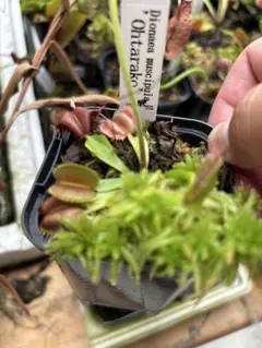 K*0様 ハエトリソウ ダブル ケルベロス CK 食虫植物 - メルカリ