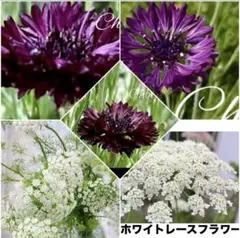 ❤️セントーレアブラックボール種２０粒➕ホワイトレースフラワー 種30粒おまけ