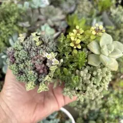 多肉植物 セダム 小桃 スプリングワンダー×だるま姫秀麗 8カット | Mercari