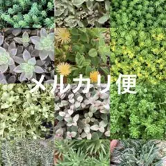 多肉植物 カット苗 10種類 セダムなどのサムネイル