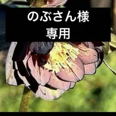 のぶさん 様専用　クリスマスローズ　ポット発送