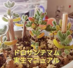 kuroneko様 リクエスト 2点 まとめ商品