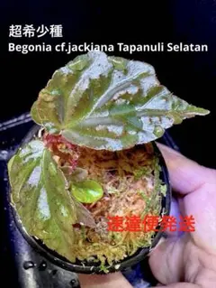 専用！Begonia sp.Nam Tra My,Quang Nam ベゴニア - メルカリ