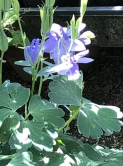 ミヤマオダマキ　青花のサムネイル