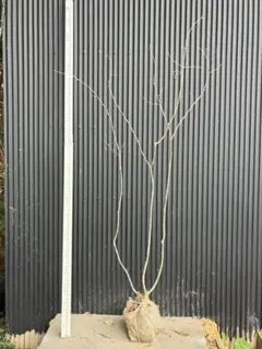 2025年最新】アオダモ 山採りの人気アイテム - メルカリ