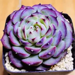 マリリン様 リクエスト 3点 まとめ商品