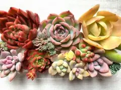 多肉植物 カット苗詰め合わせ 寄せ植えセット 《60》 エケベリア 多肉弁当