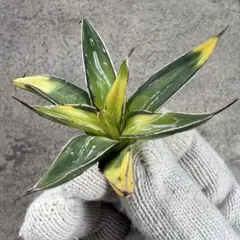 笹の雪　サンキング 2025年最新】笹の雪 サンキングの人気アイテム - メルカリ