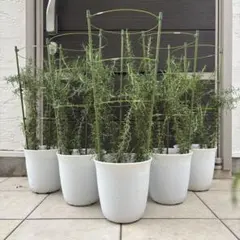 ⑤玄関アプローチや地植えに最適なキングサイズのローズマリー8号鉢