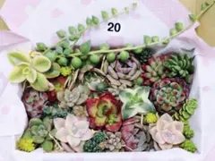 20.多肉植物　カット苗詰め合わせ　寄せ植えセット