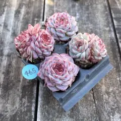 こつぶっ娘（プロフ必読）様 リクエスト 2点 まとめ商品　月曜日発送予定❗️