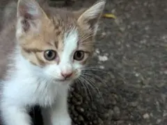 GUNZE らくらく肌着 Mサイズ 2枚組 前開き