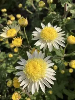 秋咲小菊白丁字咲5苗ピンク系5苗合わせて10苗