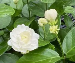 ✨蕾いっぱい✨　✨八重咲き✨ アラビアンジャスミン　茉莉花　マツリカ　苗のサムネイル
