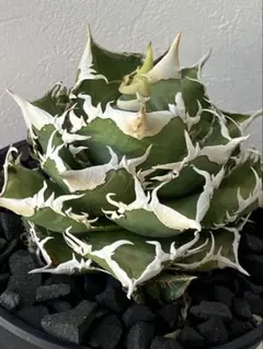 アガベ チタノタ エクストラホワイトソーン 子株付 ホオジロザメ 白豪刺 チタノタ 白豪刺 ホオジロザメ っぽいけど どんな違いでてくんの