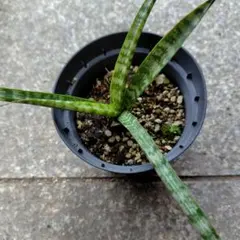 2026年最新】サンスベリア抜き苗の人気アイテム - メルカリ