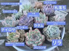 2026年最新】おらいさん苗 青札の人気アイテム - メルカリ