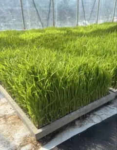 稲の苗・キヌヒカリ・1箱・能勢町（大阪府） - メルカリ