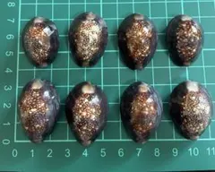 【天然貝殻39】中サイズ タカラガイ　ヘビダカラ　貝殻８個セット