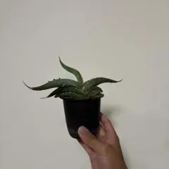 アガベ ピーコッキーのサムネイル