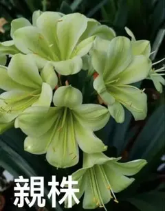 君子蘭斑入り大株 - メルカリ