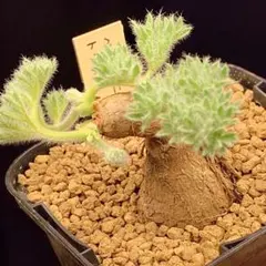 2026年最新】ペラルゴニウムの人気アイテム - メルカリ