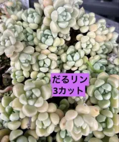 つぶつぶ屋だるま姫秋麗×リンゼアナ　だるリン 2〜2.5cmを3カット　カット苗のサムネイル