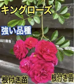 キングローズつるバラ2023年分挿し木根付き・抜き苗⑨黄色モッコウバラ 25.