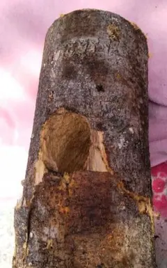 Item thumbnail for item 8fbf2efd-7e76-4047-84db-56c772ecc991