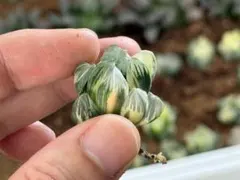 E*t様 水中月錦 ❼ ハオルチア オブツーサ錦