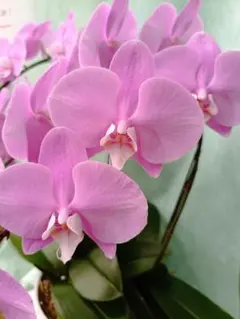 2026年最新】胡蝶蘭ミディの人気アイテム - メルカリ