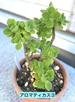 多肉植物 アロマティカス③ 木立 根付き 抜き苗 - メルカリ