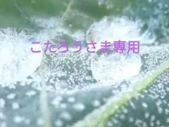 こたろうさま専用